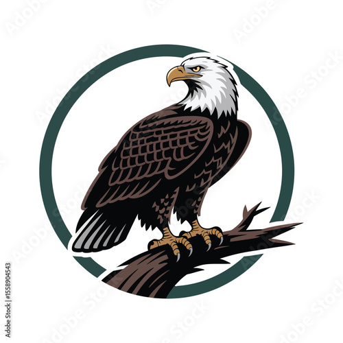american bald eagle