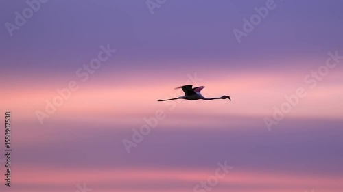 Graceful flamingo soaring against a pastel sunset sky, symbolizing freedom and tranquility