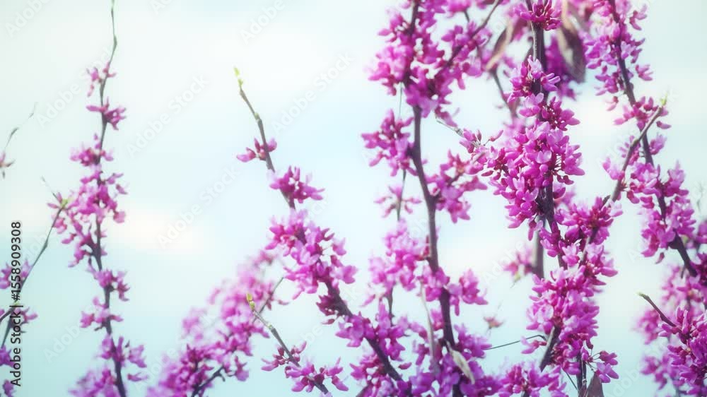 Bright pink flowers on a branch. A tree blooming in spring with beautiful inflorescences. Eastern redbud during flowering.