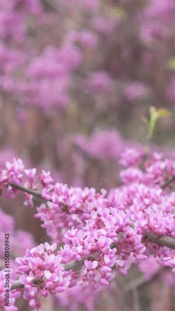 Bright pink flowers on a branch. A tree blooming in spring with beautiful inflorescences. Eastern redbud during flowering.