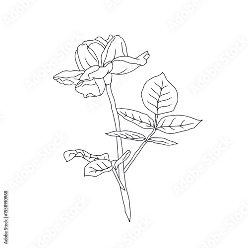 Hand drawn black and white line art rose flower with leaves isolated on white background. romantic botanical vector illustration