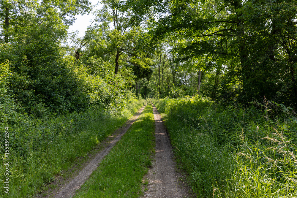 A quiet dirt road winds through a lush summer forest, dappled with sunlight and shadows. Tire tracks mark the path, inviting peaceful walks and moments of calm in nature A quiet dirt road winds through a lush summer forest, dappled with sunlight and shadows. Tire tracks mark the path, inviting peaceful walks and moments of calm in nature