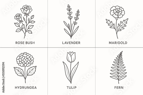 Six botanical illustrations of rose, lavender, marigold, hydrangea, tulip, and fern