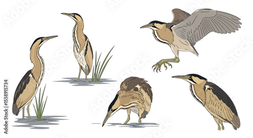 Various birds in different poses and angles among tall grass  