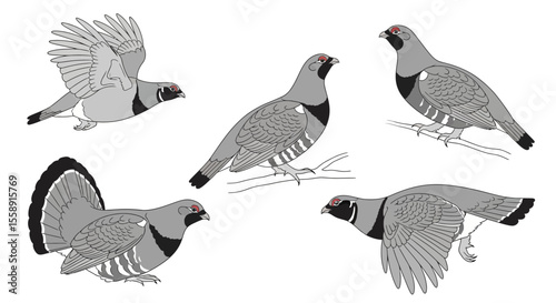 Capercaillie birds in different poses and angles on white background  