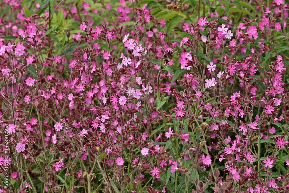 Dichter Bestand von Roter Lichtnelke (Silene dioica) Dichter Bestand von Roter Lichtnelke (Silene dioica)