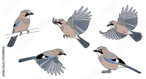 Jay birds in various poses and angles showcasing flight and rest  