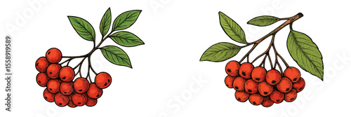 Vibrant clusters of red berries with green leaves on branches displayed in naturalistic style for artistic illustration