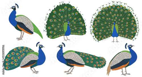Peacock in different poses displaying vibrant feathers and colors  