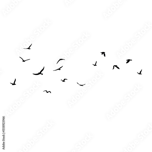 A flock of flying silhouette birds. Black on white background. Vector