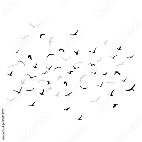 A flock of flying silhouette birds. Black on white background. Vector