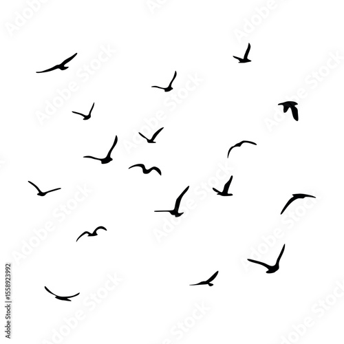 A flock of flying silhouette birds. Black on white background. Vector