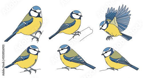 Titmouse bird illustrations in various poses and angles  
