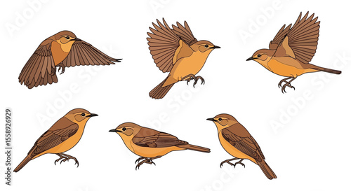 Warbler birds in different poses and angles, colorful illustrations  