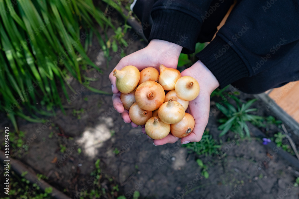 Fototapeta premium Holding freshly harvested small onions in a garden setting during daylight