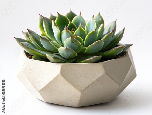 Elegant Succulent Plant in a Modern Geometric Pot for Home Decor