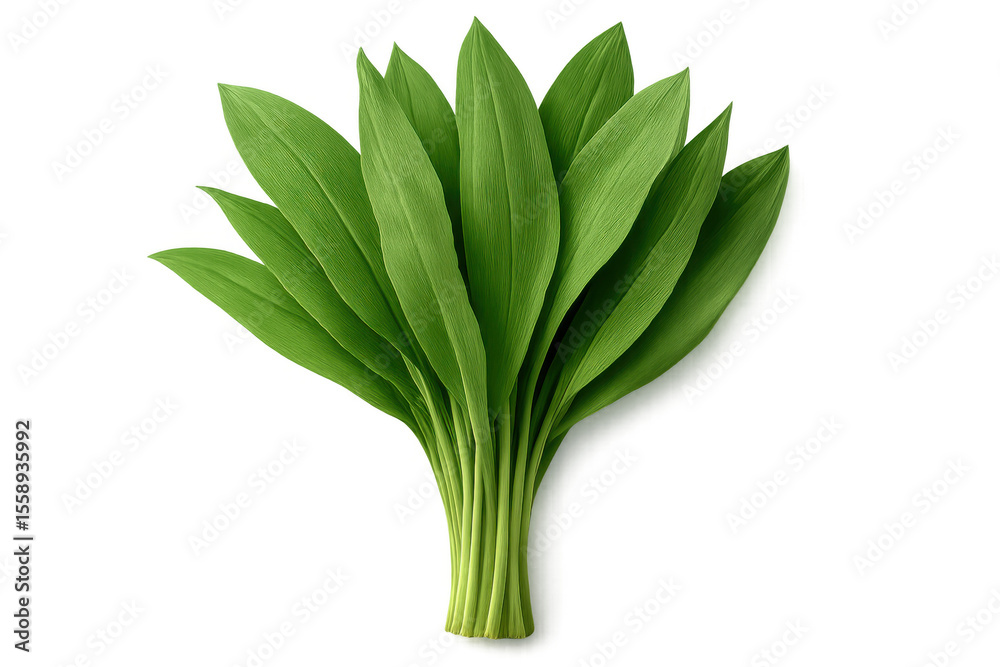 Wild garlic leaves freshly harvested, clean white background, displaying herbal culinary ingredient Wild garlic leaves freshly harvested, clean white background, displaying herbal culinary ingredient