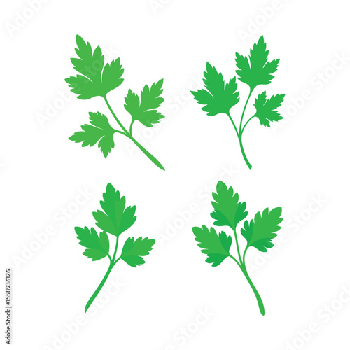 A set of parsley fresh herb vector art illustration