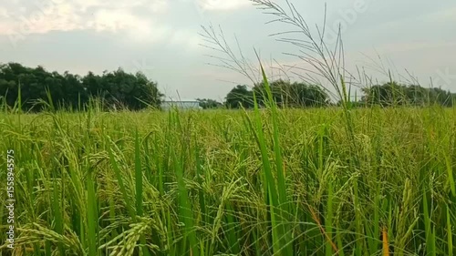 View of rice fields full of grass.