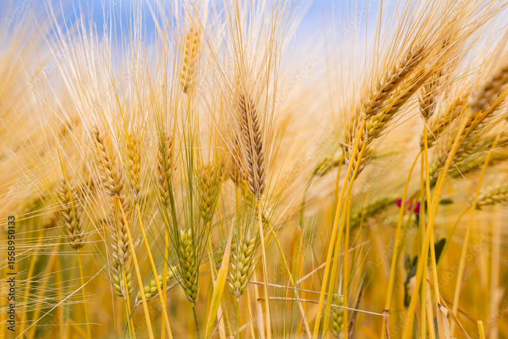 Obraz premium Golden Grain Spikes, Close-up Field