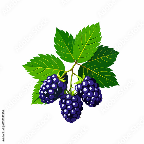 a blackberry branch vector with leaves and ripe blackberries