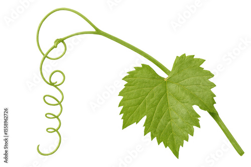 Fresh green grapevine leaf and curly tendril growing, isolated on transparent background, ideal for wine or nature-themed designs