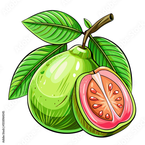 vector illustration of guava