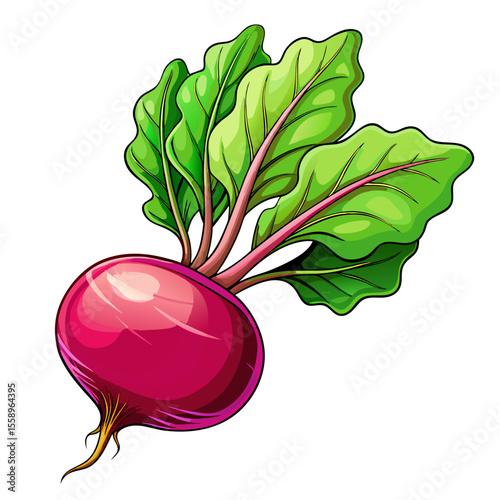 vector illustration of radish