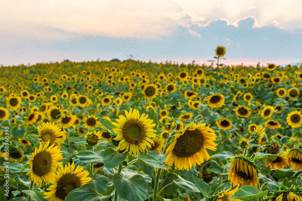 Fototapeta premium a view of a hill with sunflowers in bloom