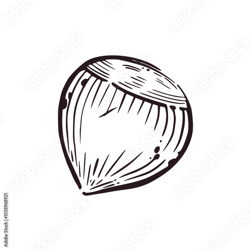 Hazelnut hand-drawn in vector in gray ink. Vector illustration is suitable for food packaging design, fabric printing and paper.