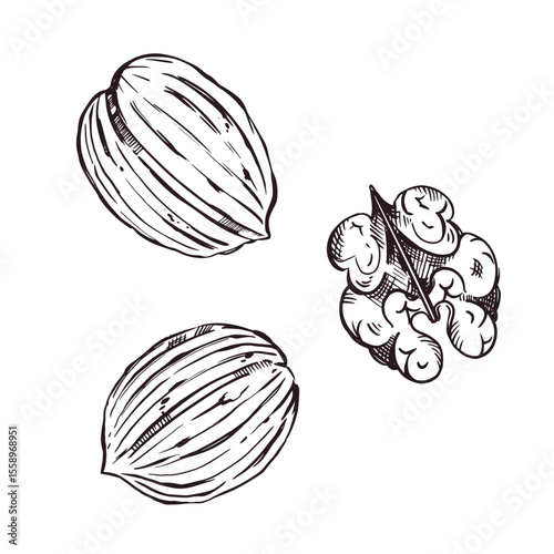 A set of vector illustrations. Walnut set, inshell nuts, walnut without shell. All objects are hand-drawn with ink. The illustration is suitable for printing on paper, for product packaging design.