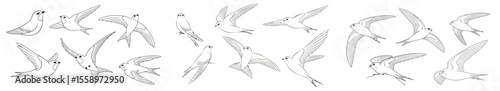 Swift birds in various poses and angles with dynamic movement  