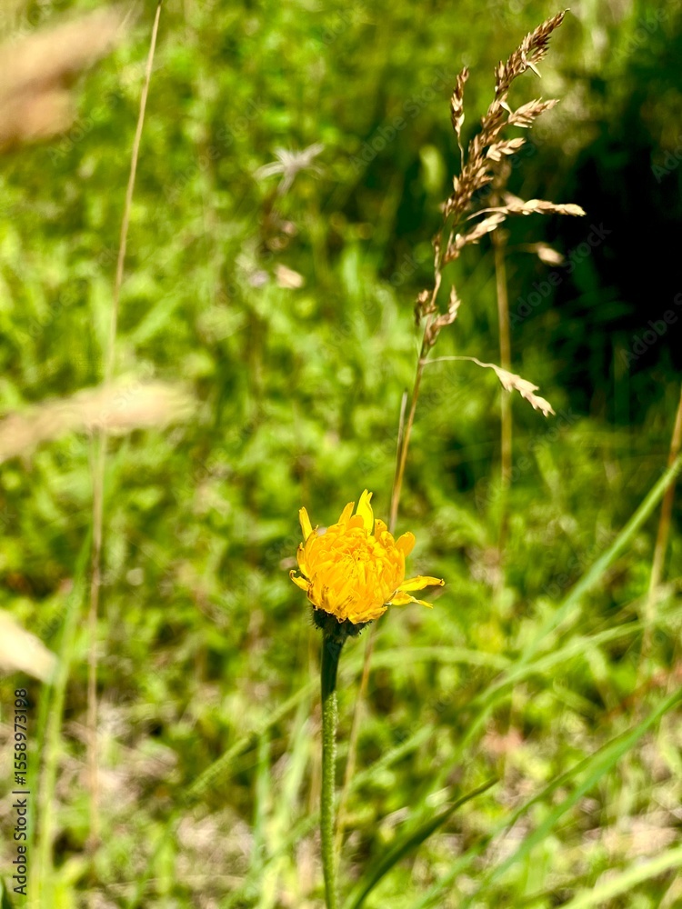 yellow flower on green background yellow flower on green background