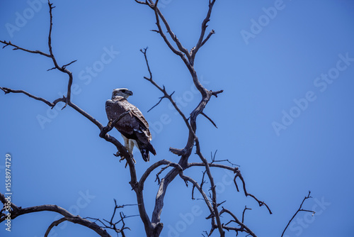 Martial Eagle juvenile standing on branch isolated in blue sky in Kgalagadi transfrontier park, South Africa ; Specie Polemaetus bellicosus family of Accipitridae
