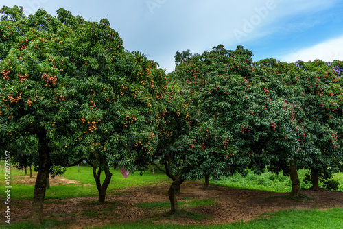 The lychee trees in Foling Lake Ecological Tourism Area, Liaobu Town, Dongguan are laden with ripe Guiwei lychees.
