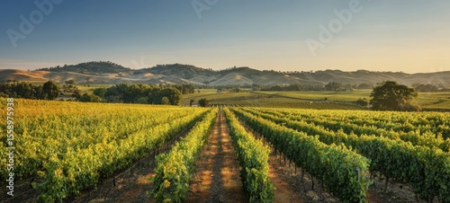 The picturesque vineyard landscape under a golden sunrise in lush hills.