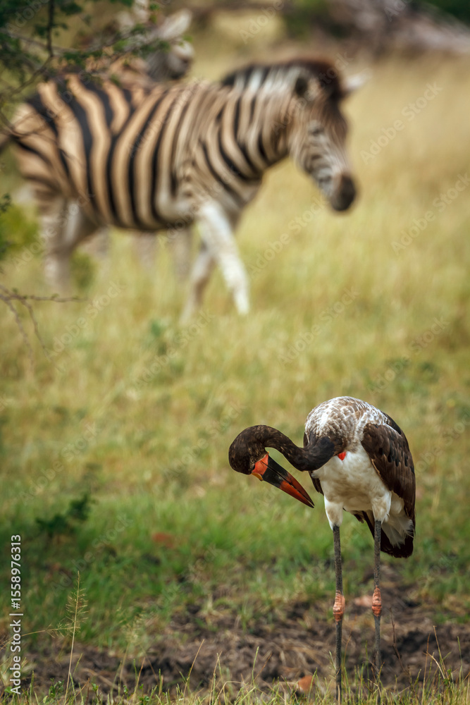 Obraz premium Saddle billed stork with zebra in background in Greater Kruger National park, South Africa ; Specie Ephippiorhynchus senegalensis family of Ciconiidae