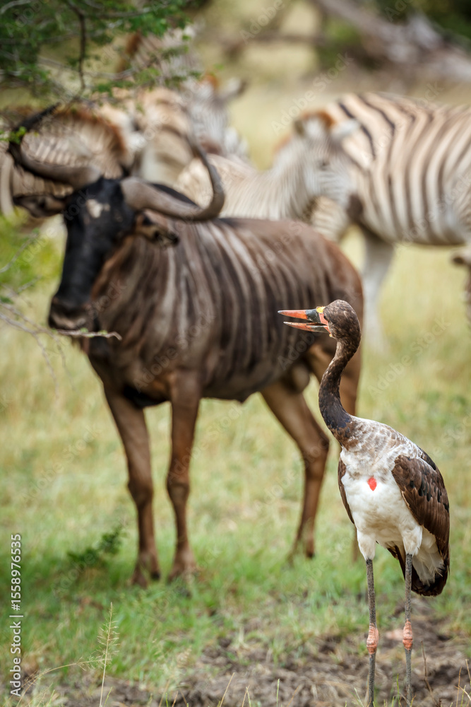 Fototapeta premium Saddle billed stork with wildebeest in background in Greater Kruger National park, South Africa ; Specie Ephippiorhynchus senegalensis family of Ciconiidae