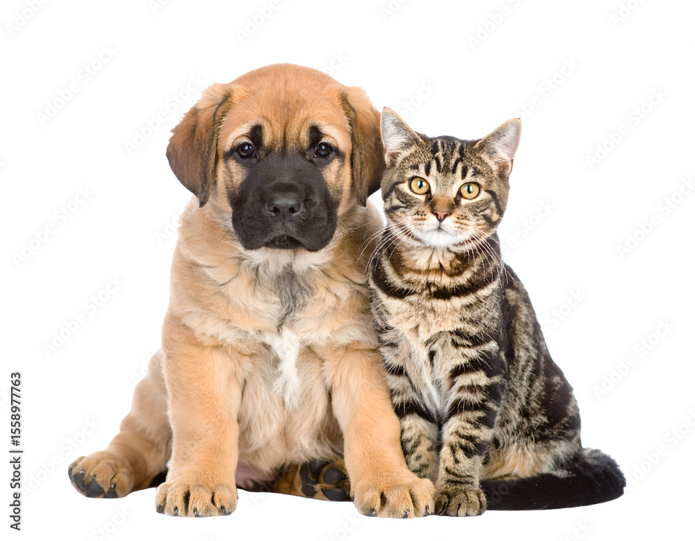 A charming puppy and a sleek tabby cat sit closely, highlighting their peaceful coexistence. A charming puppy and a sleek tabby cat sit closely, highlighting their peaceful coexistence.