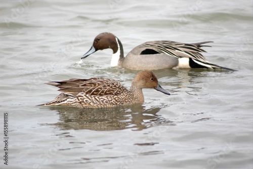 Northern Pintail Ducks Male and Female in Natural Habitat
