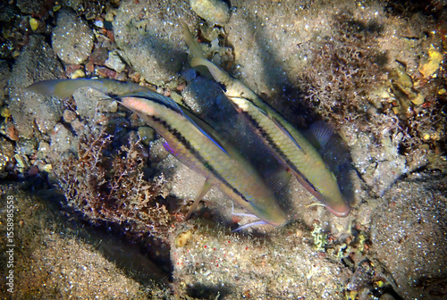 Forsskal goatfish, Parupeneus barberinus, inhabits shallow waters near coral reefs, often accompanied by other fish when it digs sand bottom looking for food, Red Sea