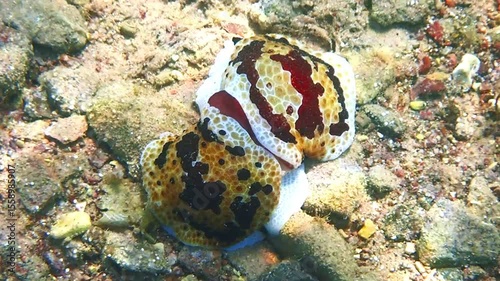 Rare type of sea slug mollusk known as a nudibranch. It appears to be a pair of Jorunna funebris during spawning, it is also known as dotted crawling nudibranch, endemic of the Aqaba gulf, Red Sea