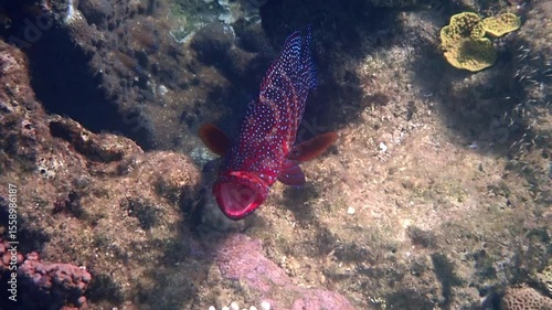 Red grouper is predator inhabiting coral reefs of the Red Sea. The biodiversity of these ecosystems is represented by a great variety of different exotic fish species and corals 