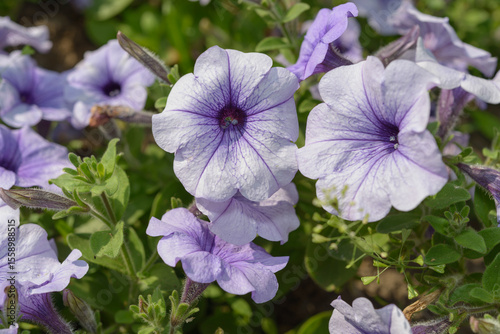 violet petunias in a sunny garden