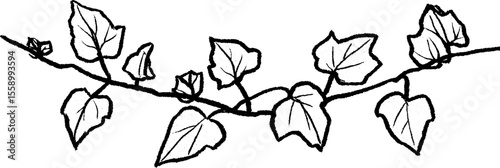 Hand drawn sketch of twisting ivy vines border design for decoration