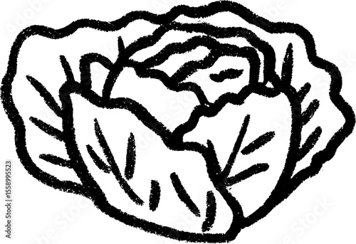 Crinkled cabbage head sketch with textured leaves