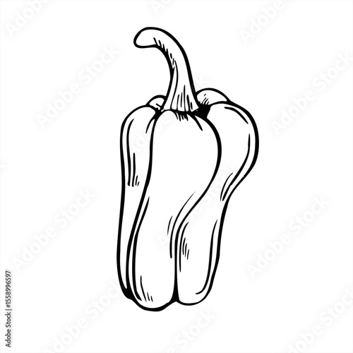 Sweet bell pepper vector line art black ink sketch. Paprika or Bulgarian pepper graphic illustration. Garden vegetable ingredient for food packaging, recipe books, healthy eating campaigns