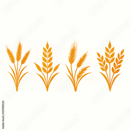 wheat ears isolated on white