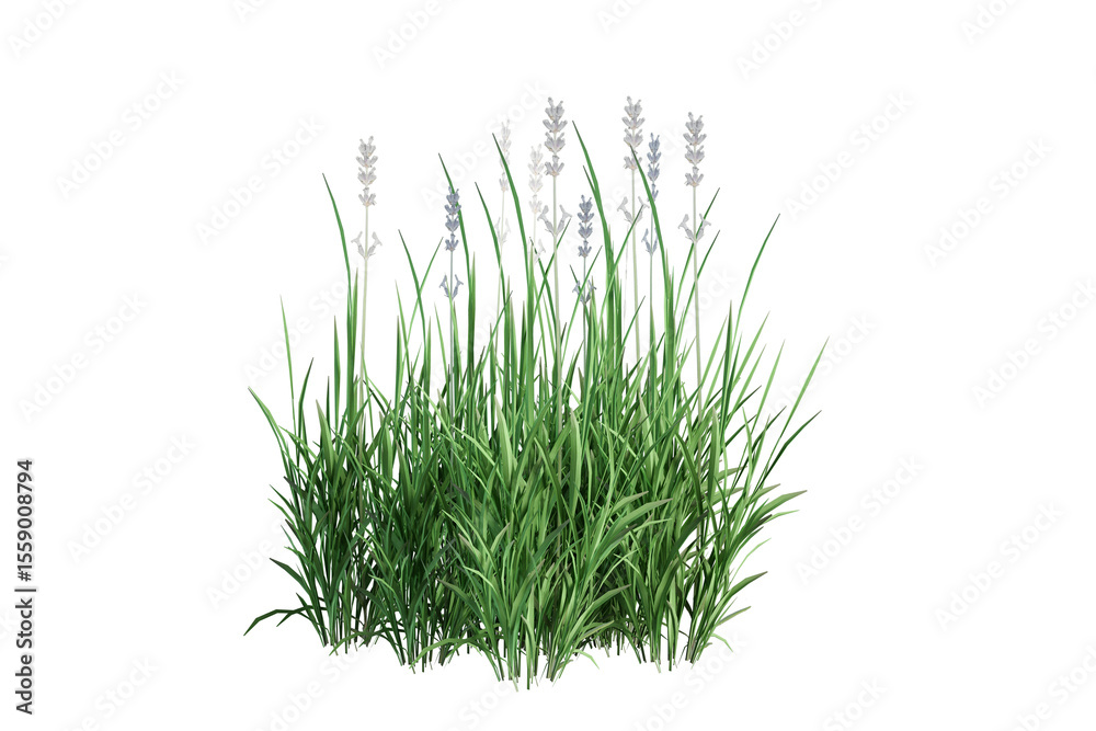 Obraz premium green grass isolated on white background
