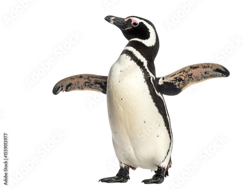 Realistic Magellanic penguin walking, isolated on white.